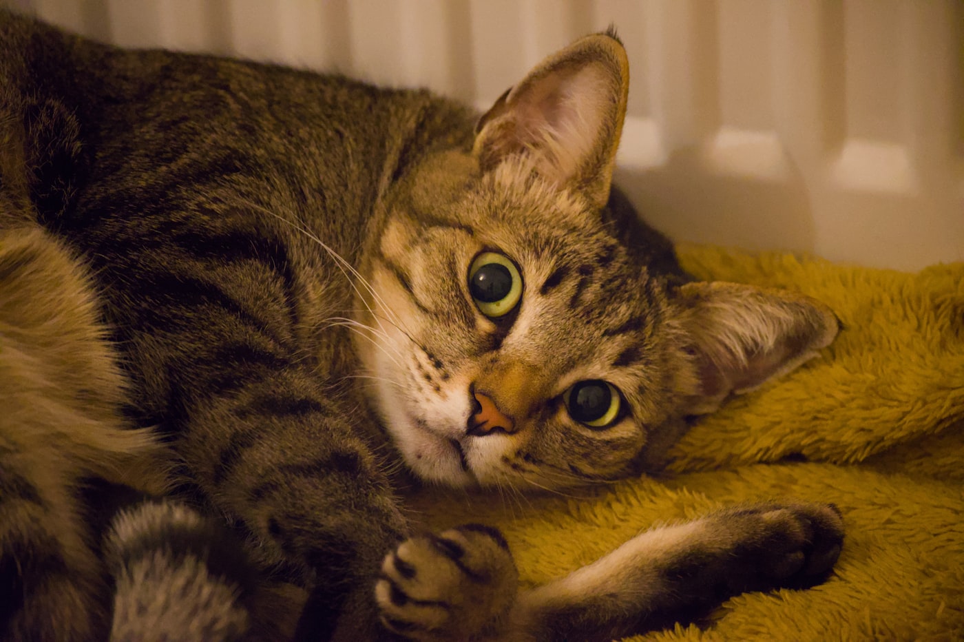 A cat at home